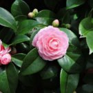 Common Camellia Seeds Pink Flowers 50 PCS Seeds