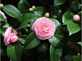 Common Camellia Seeds Pink Flowers 50 PCS Seeds