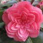 Common Camellia Seeds Pink Flowers 50 PCS Seeds