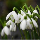 Common Snowdrop Flower 200 PCS Seeds Common Snowdrop Flower 200 PCS Seeds
