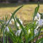 Common Snowdrop Flower 200 PCS Seeds