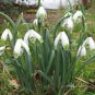 Common Snowdrop Flower 200 PCS Seeds