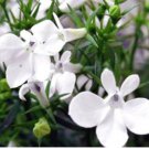 Compact 'White Lady' Lobelia, light fragrant white annual flowers 30 PCS Seeds