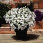 Compact 'White Lady' Lobelia, light fragrant white annual flowers 30 PCS Seeds