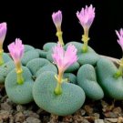 Conophytum mix Succulents Garden Plants 20 PCS Seeds Conophytum mix Succulents Garden Plants 20 PCS Seeds