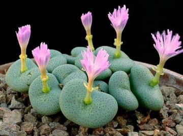 Conophytum mix Succulents Garden Plants 20 PCS Seeds