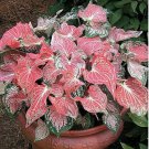 Colorful Thailand Caladium Flower Bonsai 100 PCS Seeds