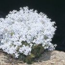 Conospermum incurvum Plume smokebush 3 PCS Seeds Conospermum incurvum Plume smokebush 3 PCS Seeds