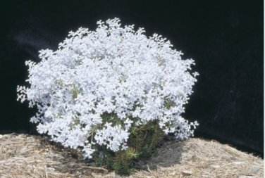 Conospermum incurvum Plume smokebush 3 PCS Seeds