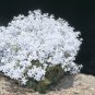 Conospermum incurvum Plume smokebush 3 PCS Seeds