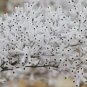 Conospermum incurvum Plume smokebush 3 PCS Seeds