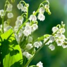 Convallaria Majalis Colorful Lily of the Valley Orchid 10 PCS Seeds