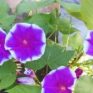 Convolvulus Tricolor Dwarf Morning Glory 30 PCS Seeds Convolvulus Tricolor Dwarf Morning Glory 30 PCS Seeds