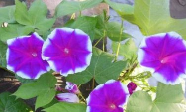 Convolvulus Tricolor Dwarf Morning Glory 30 PCS Seeds
