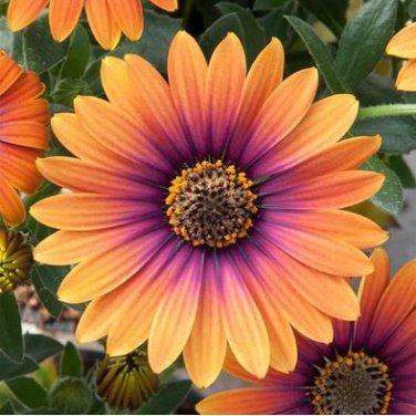 Copper Amethyst' African Daisies Must-Grow Gorgeous Fantastic Gerbera jamesonii 100 pcs Seeds