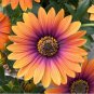 Copper Amethyst' African Daisies Must-Grow Gorgeous Fantastic Gerbera jamesonii 100 pcs Seeds