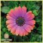 Copper Amethyst' African Daisies Must-Grow Gorgeous Fantastic Gerbera jamesonii 100 pcs Seeds