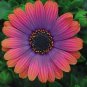 Copper Amethyst' African Daisies Must-Grow Gorgeous Fantastic Gerbera jamesonii 100 pcs Seeds