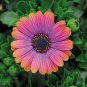Copper Amethyst' African Daisies Must-Grow Gorgeous Fantastic Gerbera jamesonii 100 pcs Seeds