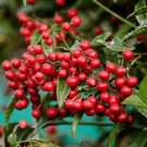 Coral Berry Seed Ardisia Crenata Sub Tropical or Indoor 10 PCS Seeds