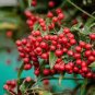 Coral Berry Seed Ardisia Crenata Sub Tropical or Indoor 10 PCS Seeds