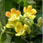 Cordate Telosma Tree Semente Plant Tuberose Tree for Ye Lai Xian 60 PCS Seeds