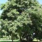 Cordate Telosma Tree Semente Plant Tuberose Tree for Ye Lai Xian 60 PCS Seeds