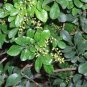Cordate Telosma Tree Semente Plant Tuberose Tree for Ye Lai Xian 60 PCS Seeds