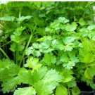 Coriander Heirloom Chinese Parsley 150 PCS Seeds Coriander Heirloom Chinese Parsley 150 PCS Seeds