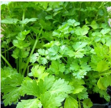 Coriander Heirloom Chinese Parsley 150 PCS Seeds