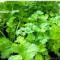 Coriander Heirloom Chinese Parsley 150 PCS Seeds