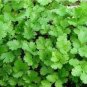 Coriander Heirloom Chinese Parsley 150 PCS Seeds