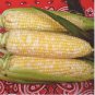 Corn (Super Sweet Juicy, Yellow Sweet Glutinous, white sweet glutinous, Jingke white ) 18 PCS Seeds
