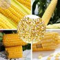 Corn (Super Sweet Juicy, Yellow Sweet Glutinous, white sweet glutinous, Jingke white ) 18 PCS Seeds