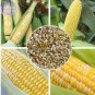Corn (Super Sweet Juicy, Yellow Sweet Glutinous, white sweet glutinous, Jingke white ) 18 PCS Seeds