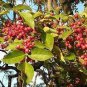 Corn Chinese Prickly Ash 100 PCS Seeds