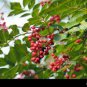 Corn Chinese Prickly Ash 100 PCS Seeds