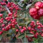 Corn Chinese Prickly Ash 100 PCS Seeds