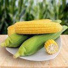 Corn Colorful Sweet Glutinous Corn 200 PCS Seeds