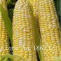 Corn Colorful Sweet Glutinous Corn 200 PCS Seeds