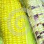 Corn Colorful Sweet Glutinous Corn 200 PCS Seeds