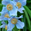 Corn Poppy Blue Sky Blue Purple Perennial Flowers Bonsai 100 PCS seeds