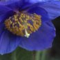 Corn Poppy Blue Sky Blue Purple Perennial Flowers Bonsai 100 PCS seeds