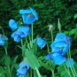Corn Poppy Blue Sky Blue Purple Perennial Flowers Bonsai 100 PCS seeds