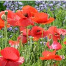 Corn Poppy Flower Coquelicot Flower 120 PCS Seeds Corn Poppy Flower Coquelicot Flower 120 PCS Seeds