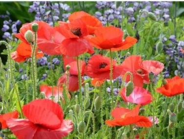 Corn Poppy Flower Coquelicot Flower 120 PCS Seeds
