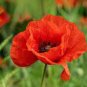 Corn Poppy Flower Coquelicot Flower 120 PCS Seeds