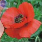 Corn Poppy Flower Coquelicot Flower 120 PCS Seeds