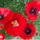 Corn Poppy Seeds Rose Red Flowers 100 PCS Seeds Corn Poppy Seeds Rose Red Flowers 100 PCS Seeds
