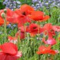 Corn Poppy Seeds Rose Red Flowers 100 PCS Seeds